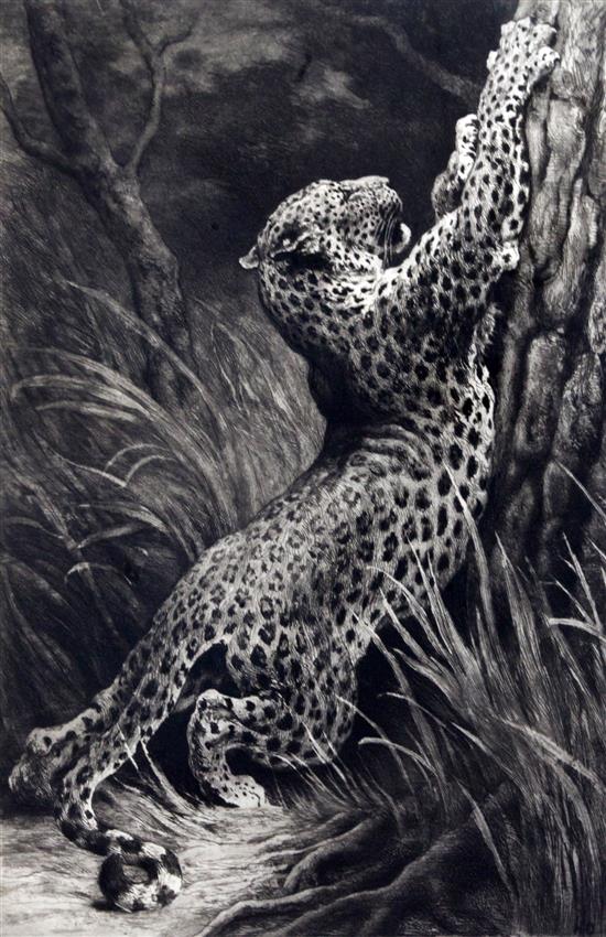 Herbert Dicksee (1862-1942) A leopardess sharpening her claws 20 x 13in.